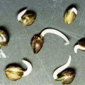 seeds germinating