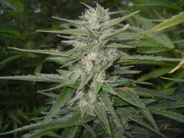 Mighty Mite x Freezeland outdoor cannabis seeds