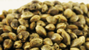 flash seed sale
