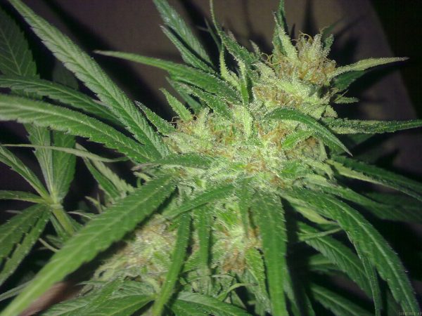 the edge cannabis cultivar